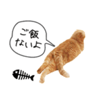 夫婦や親子で毎日使える猫ちゃんのスタンプ（個別スタンプ：9）