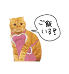 夫婦や親子で毎日使える猫ちゃんのスタンプ（個別スタンプ：10）