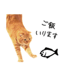 夫婦や親子で毎日使える猫ちゃんのスタンプ（個別スタンプ：11）