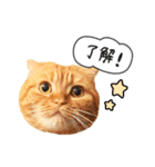 夫婦や親子で毎日使える猫ちゃんのスタンプ（個別スタンプ：13）