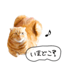 夫婦や親子で毎日使える猫ちゃんのスタンプ（個別スタンプ：14）