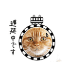 夫婦や親子で毎日使える猫ちゃんのスタンプ（個別スタンプ：16）