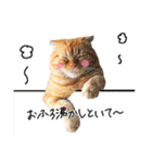 夫婦や親子で毎日使える猫ちゃんのスタンプ（個別スタンプ：17）