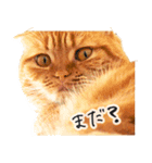 夫婦や親子で毎日使える猫ちゃんのスタンプ（個別スタンプ：18）
