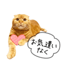 夫婦や親子で毎日使える猫ちゃんのスタンプ（個別スタンプ：20）