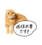 夫婦や親子で毎日使える猫ちゃんのスタンプ（個別スタンプ：21）