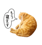 夫婦や親子で毎日使える猫ちゃんのスタンプ（個別スタンプ：22）