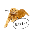 夫婦や親子で毎日使える猫ちゃんのスタンプ（個別スタンプ：24）