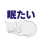 ちょっとリアルな灰色の猫（個別スタンプ：6）