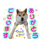 柴犬コロ ③弾（個別スタンプ：3）