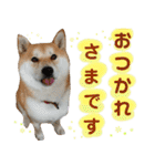 柴犬コロ ③弾（個別スタンプ：6）