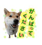 柴犬コロ ③弾（個別スタンプ：7）