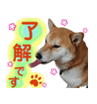 柴犬コロ ③弾（個別スタンプ：8）