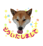 柴犬コロ ③弾（個別スタンプ：20）