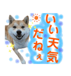 柴犬コロ ③弾（個別スタンプ：35）