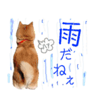 柴犬コロ ③弾（個別スタンプ：36）