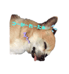 鶴岡家Stamp（個別スタンプ：13）