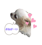鶴岡家Stamp（個別スタンプ：16）