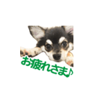 こんにちわメリーです（個別スタンプ：2）