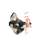 こんにちわメリーです（個別スタンプ：3）