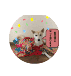 保護犬のスタンプ（個別スタンプ：1）