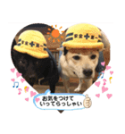 保護犬のスタンプ（個別スタンプ：4）