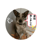 保護犬のスタンプ（個別スタンプ：6）