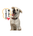 保護犬のスタンプ（個別スタンプ：7）