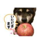 保護犬のスタンプ（個別スタンプ：8）