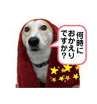 保護犬のスタンプ（個別スタンプ：9）