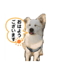 保護犬のスタンプ（個別スタンプ：11）