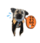 保護犬のスタンプ（個別スタンプ：12）