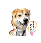 保護犬のスタンプ（個別スタンプ：13）