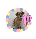 保護犬のスタンプ（個別スタンプ：14）