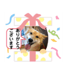 保護犬のスタンプ（個別スタンプ：16）