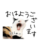 三毛猫あくび（個別スタンプ：1）
