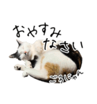 三毛猫あくび（個別スタンプ：2）