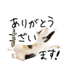 三毛猫あくび（個別スタンプ：3）
