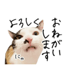 三毛猫あくび（個別スタンプ：4）