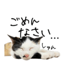 三毛猫あくび（個別スタンプ：5）