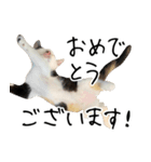 三毛猫あくび（個別スタンプ：6）