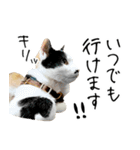 三毛猫あくび（個別スタンプ：7）