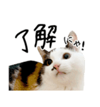 三毛猫あくび（個別スタンプ：8）