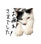 三毛猫あくび（個別スタンプ：9）