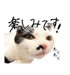 三毛猫あくび（個別スタンプ：10）