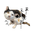 三毛猫あくび（個別スタンプ：11）