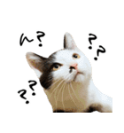 三毛猫あくび（個別スタンプ：12）
