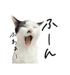 三毛猫あくび（個別スタンプ：13）