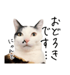 三毛猫あくび（個別スタンプ：14）