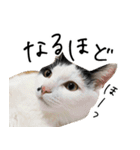 三毛猫あくび（個別スタンプ：15）
